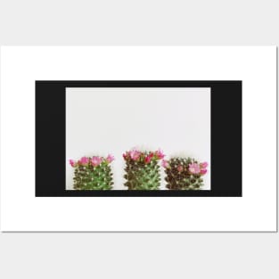 Three Flowering Cacti Posters and Art